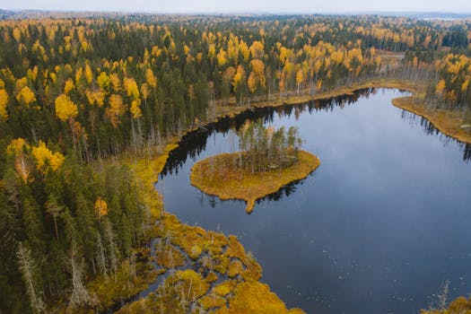 A stunning aerial view of a serene autumn forest and lake in Karelia, Russia, showcasing vibrant fall foliage.