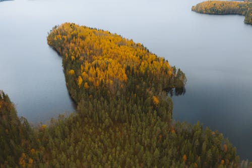 Free Aerial Footage of Trees near Lake during an Autumn Season Stock Photo