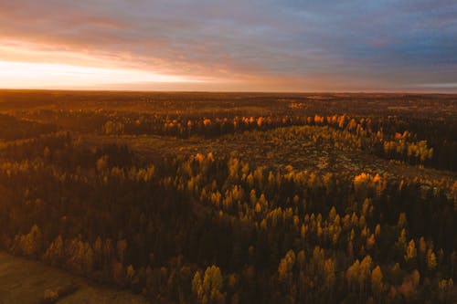 Aerial Footage of Trees during an Autumn Season