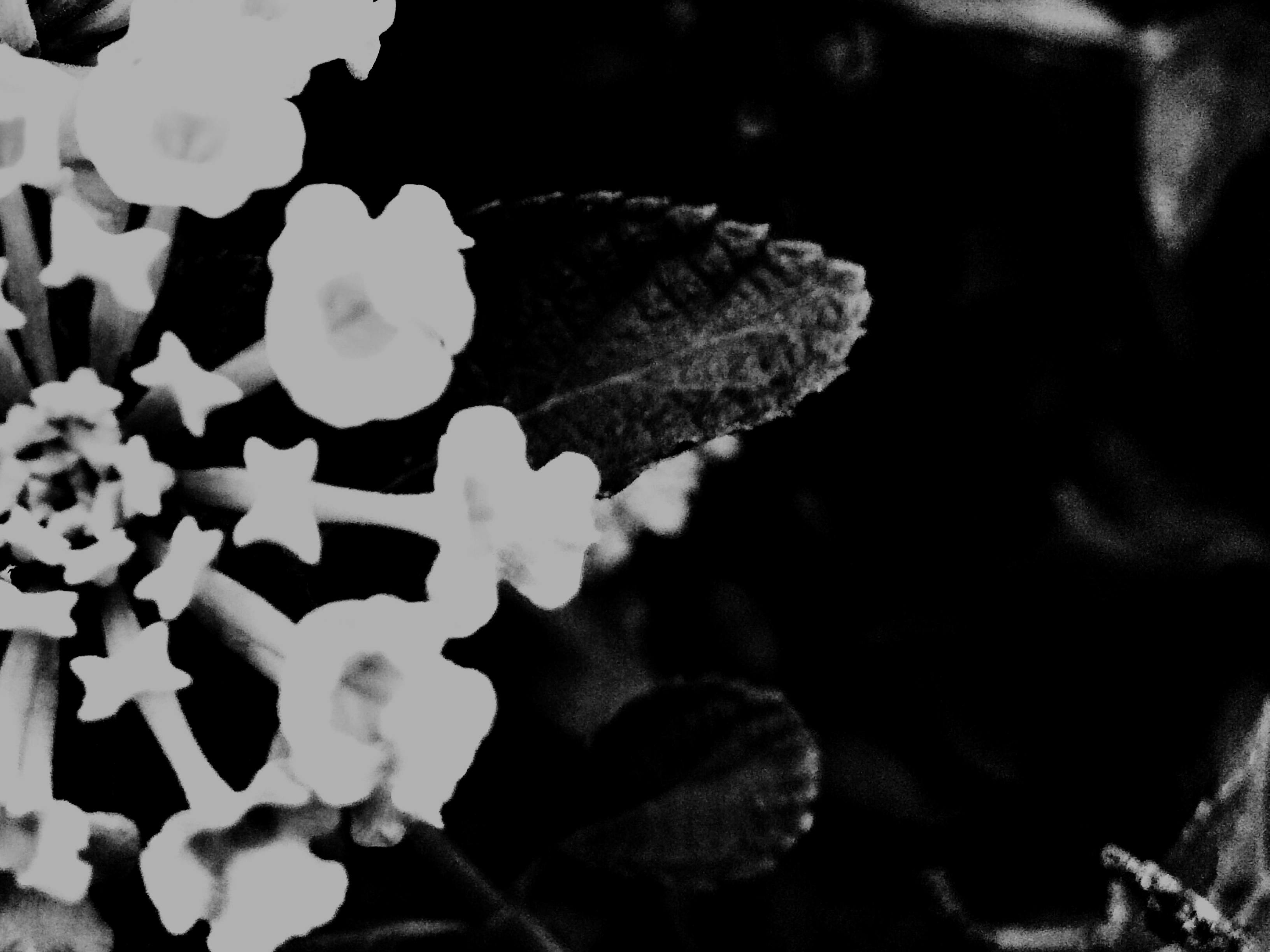 Free stock photo of beautiful flowers, black and white, flowers