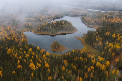 Aerial Footage of Trees near Lake during an Autumn Season 