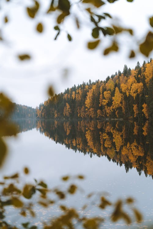 Free Reflection of Autumn Trees on Riverside  Stock Photo