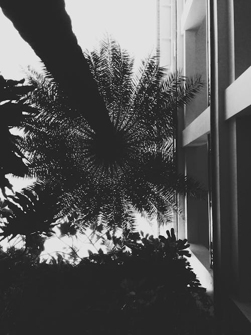 Low Angle Photo of Palm Tree