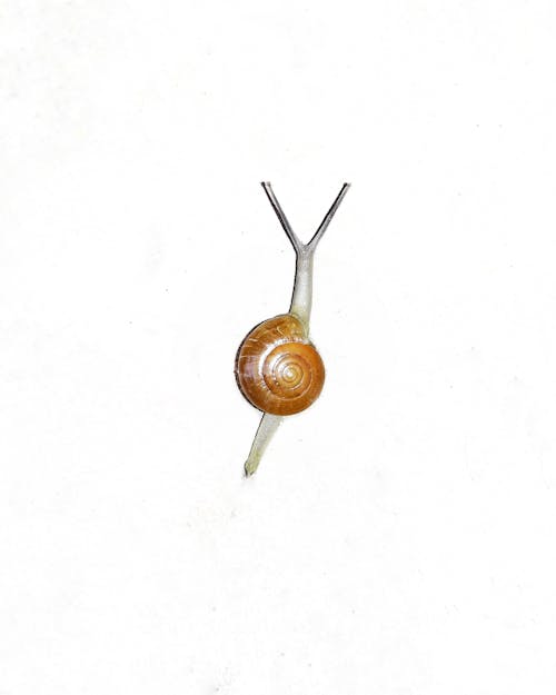 Kostenloses Stock Foto zu gartenschnecke, schneckenhaus