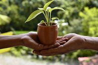 Person Holding Brown Ceramic Pot With Green Plant