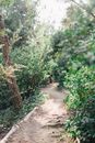 Brown Dog on Pathway Between Green Trees