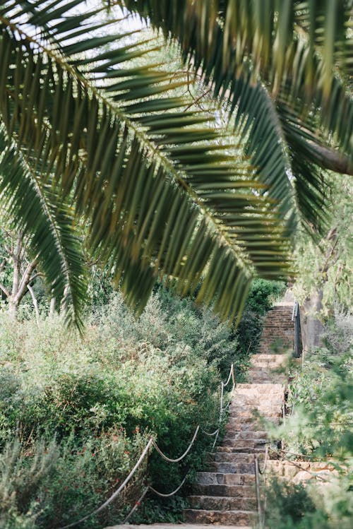 Základová fotografie zdarma na téma cesta, les, palmové listy