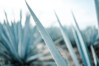 墨西哥龙舌兰酒中带露珠的龙舌兰植物详细特写
