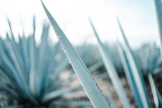 墨西哥龙舌兰酒中带露珠的龙舌兰植物详细特写