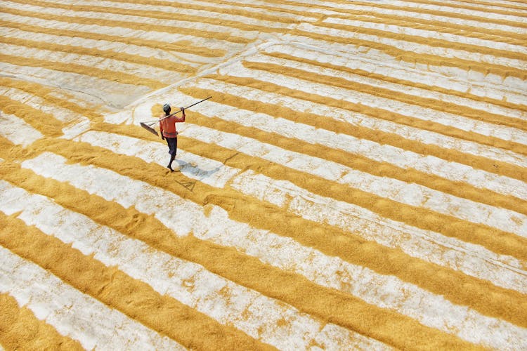 Aerial Footage Of Farmer Plowing Grains 