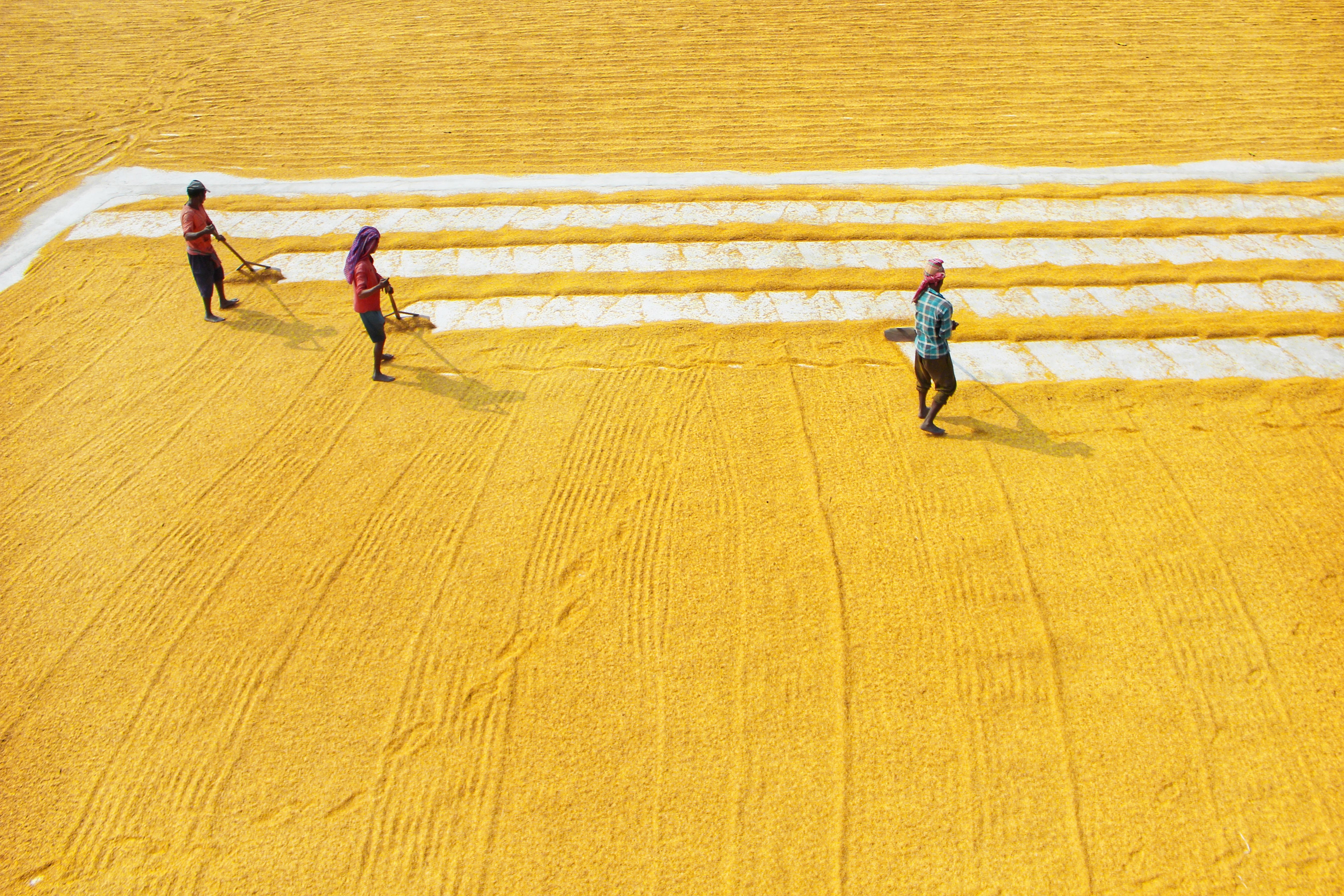 Aerial scene of farmers manually drying yellow grains in West Bengal, India.