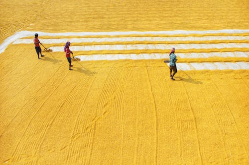 Aerial Footage of Farmer plowing Grains