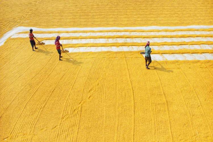 Aerial Footage Of Farmer Plowing Grains