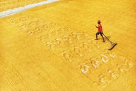 Aerial Footage of a Farmer plowing Grains