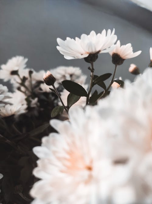 Бесплатное стоковое фото с белые цветы, крупный план, лепестки