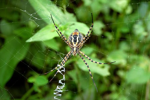 Spider on a Spiderweb in Macro Photography 