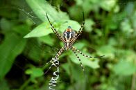 Spider on a Spiderweb in Macro Photography