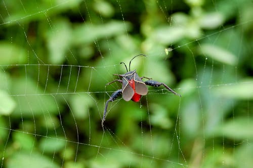 Insect trapped on a Spider's Web