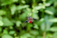 Red and Black Spider on Spider Web in Close Up Photography