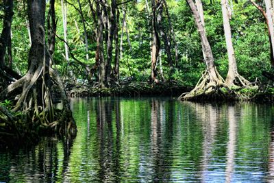 Mangrove Forests Store Carbon Four Times Faster Than Rainforests, Study Finds