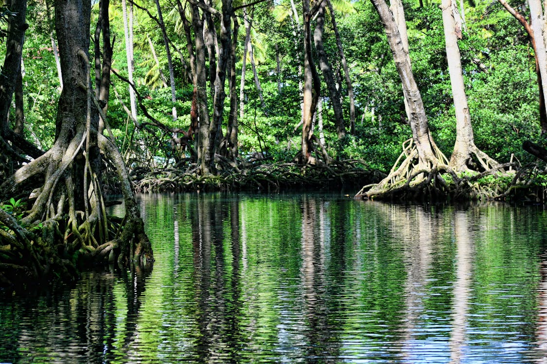 Foto profissional grátis de árvores, corrente, floresta