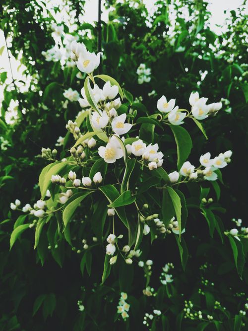 Free A detailed shot of white jasmine flowers in full bloom, exuding freshness and elegance. Stock Photo