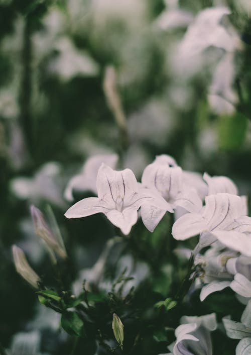 Tender white blooming flowers of campanula growing in garden among plants at daytime