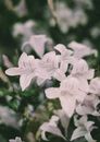 From above of delicate blooming white blooms of belflower flowering plant in family Campanulaceae
