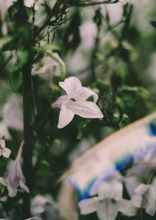 Soft white flowers of blooming bellflowers growing among greenery in summer garden in countryside