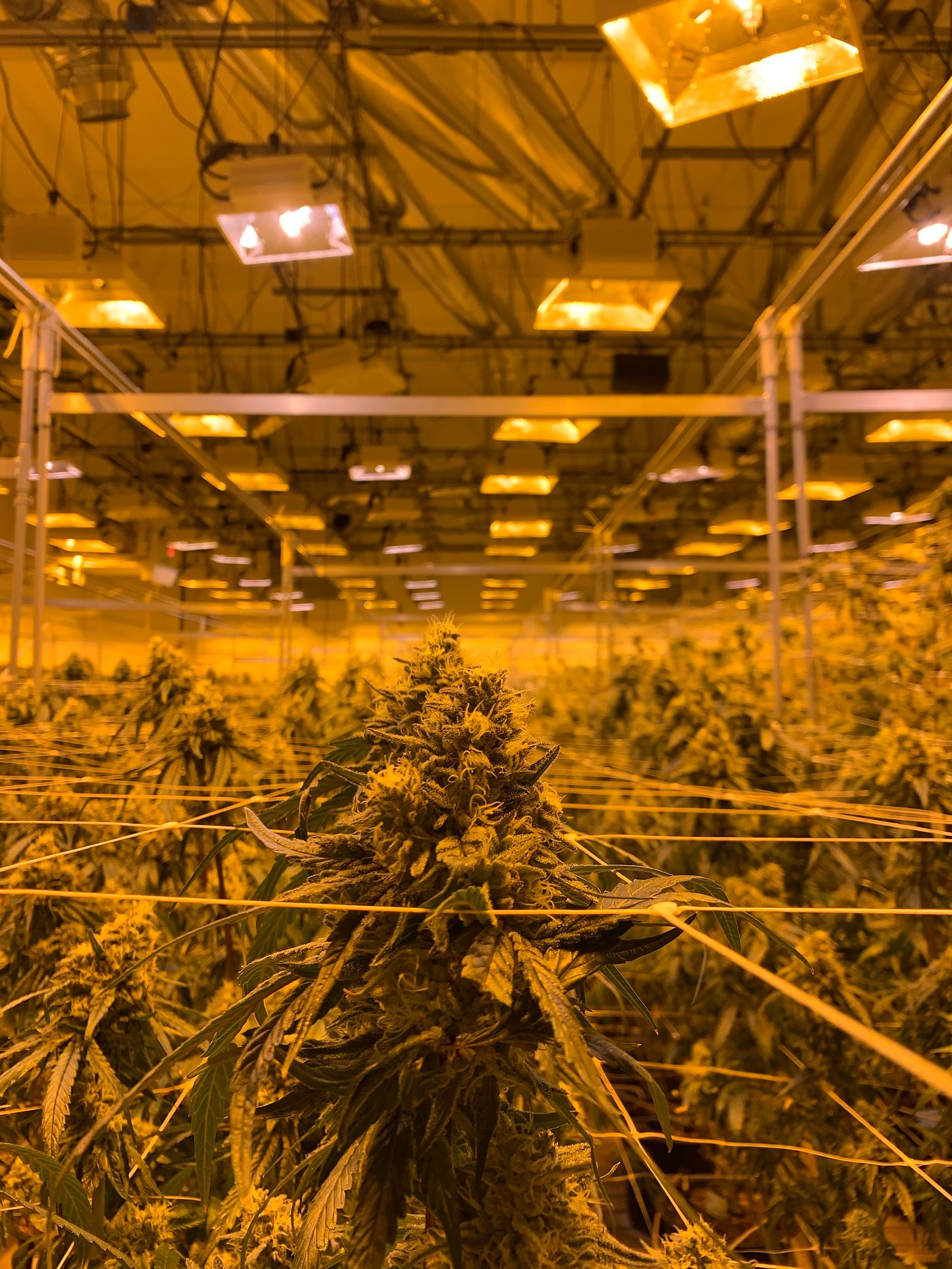 Indoor Cannabis Grow Setup mit LED Beleuchtung zur Diagnose von Cannabis Krankheiten und Maengeln