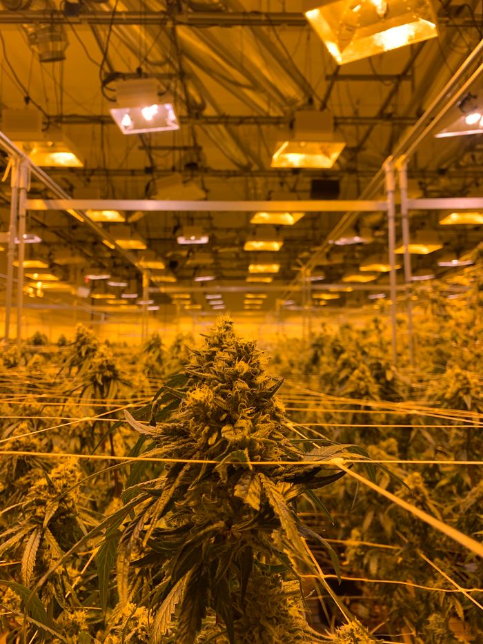 Indoor cannabis cultivation