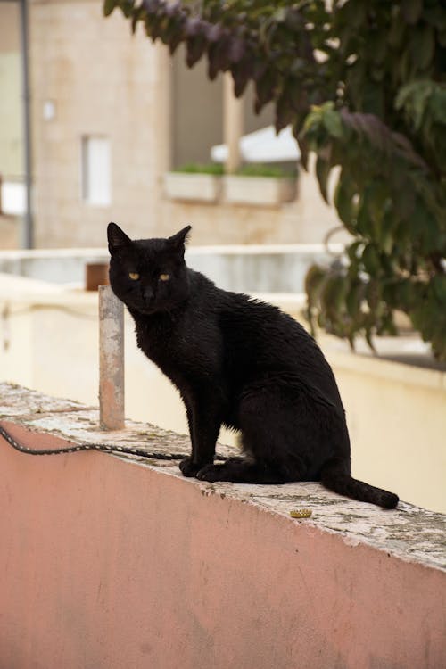 Free Black Cat on a Wall  Stock Photo
