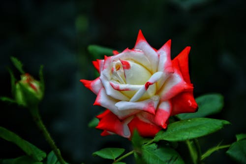 Close-up of Rose Growing in Garden