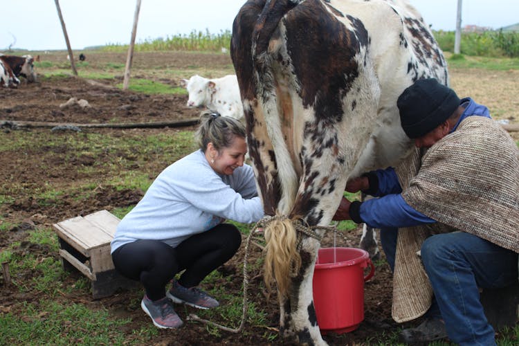 Milking Of A Cow 