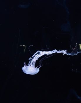 一只精致的水母优雅地滑过迷人的深海水域