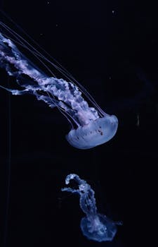 在黑暗的海洋中，优雅的水母游动着，展现出精致的半透明感