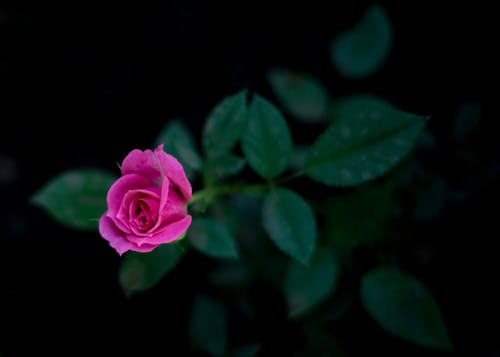 Pink Rose in Bloom 