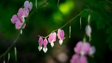 Pink Flowers in Tilt Shift Lens