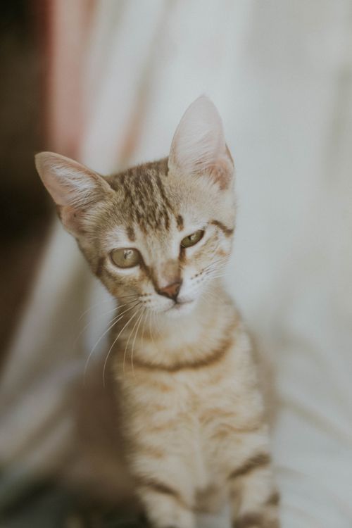Free A cute tabby kitten gazing curiously into the camera with soft focus indoors. Stock Photo