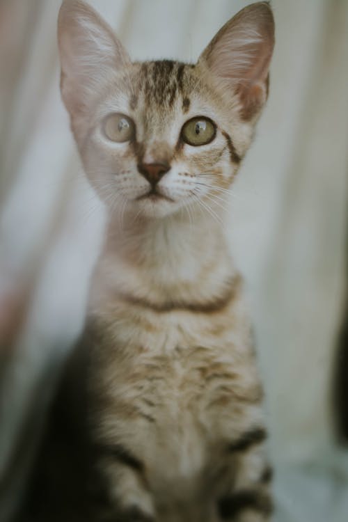 Free Soft Focus Photo of Kitten Stock Photo