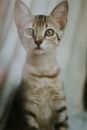 一只带有醒目标记的可爱虎斑小猫，好奇地凝视着室内