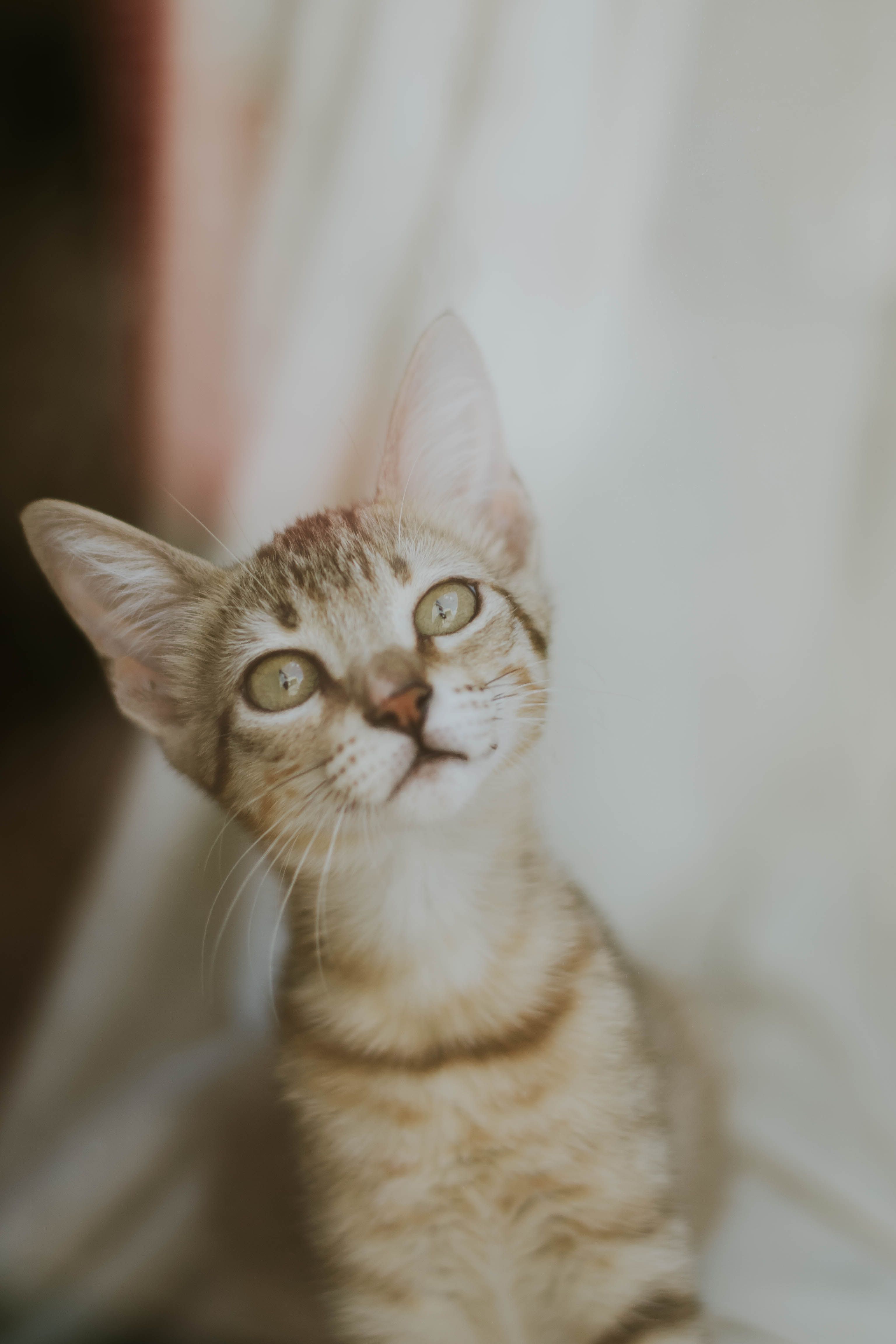 在温暖的背景中，一只可爱的小猫好奇地注视着柔软的肖像
