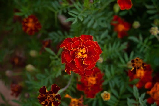 A close-up of a vibrant red marigold flower showcasing its intricate petals and lush green leaves.