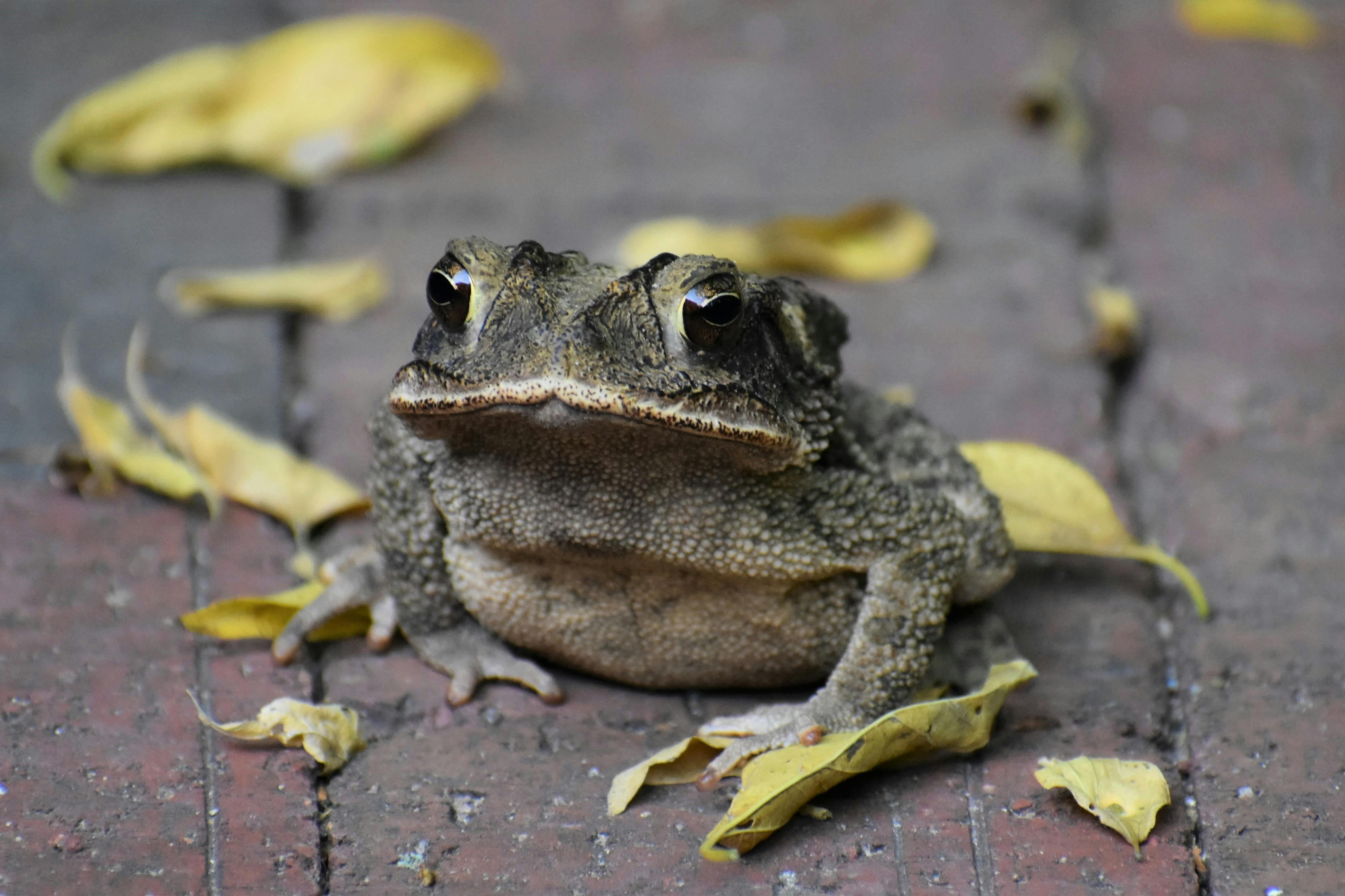 Toad Photos, Download The BEST Free Toad Stock Photos & HD Images