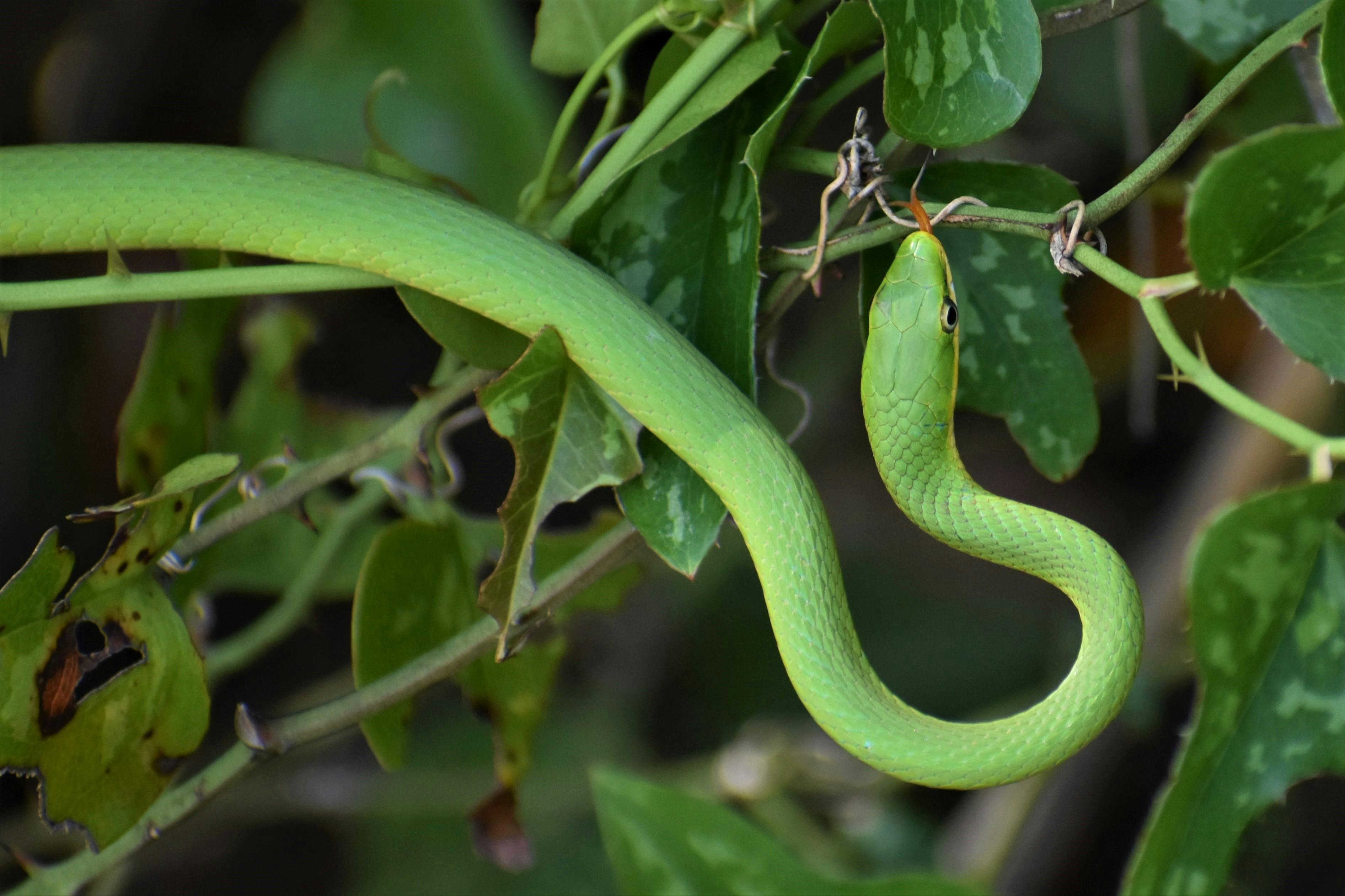 green snake licking vine