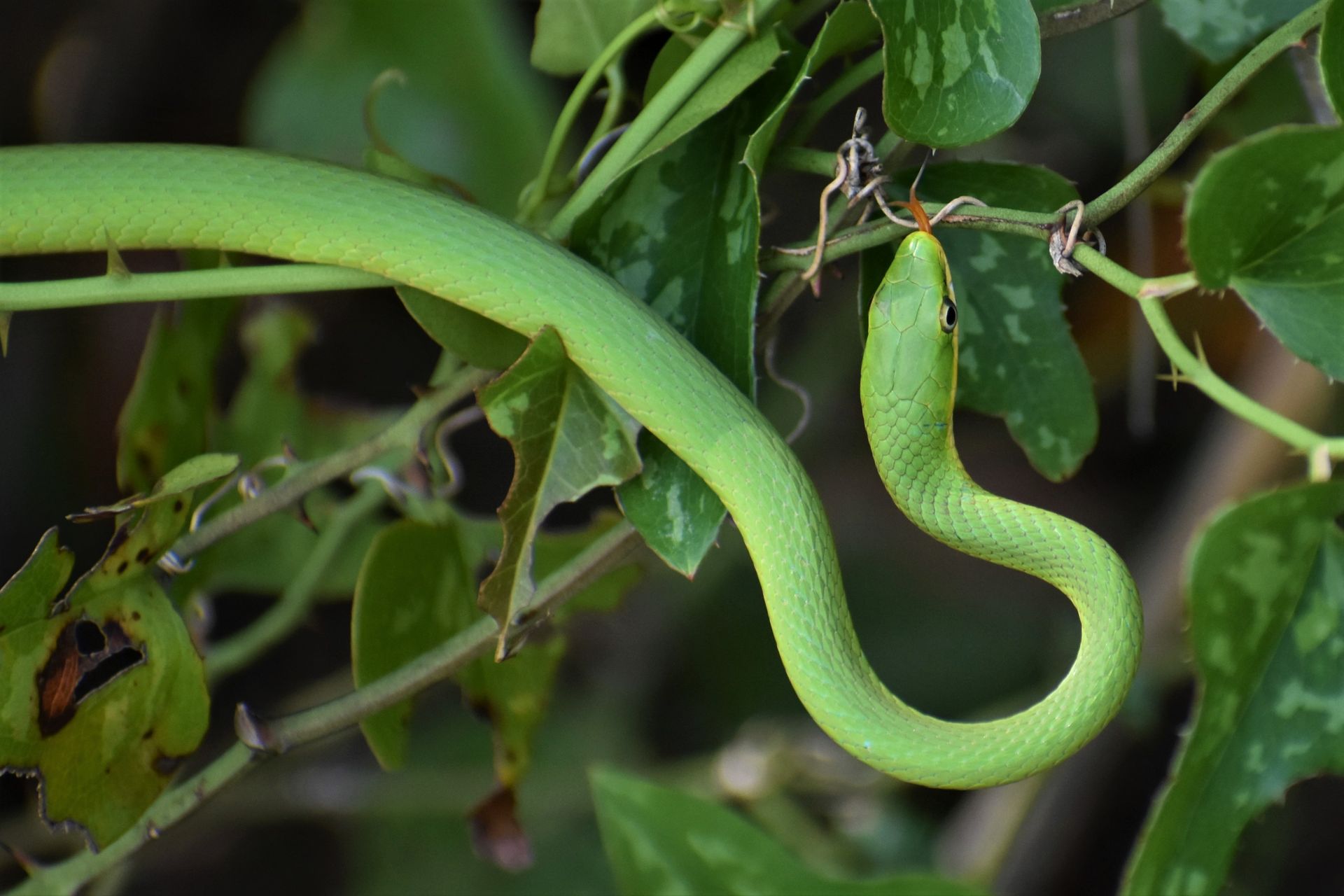 Vibrant green snake exploring lush leaves with tongue out in nature scene.