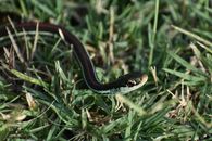 Black and Red Snake on Green Grass