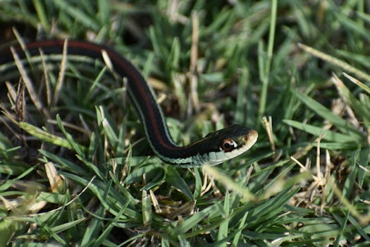 black and red snake on green grass