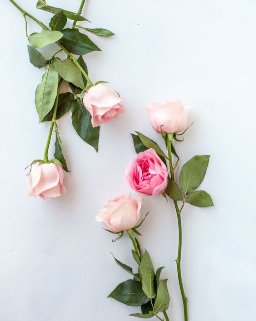 A flat lay of delicate pink roses with green leaves on a light surface, ideal for floral decor.