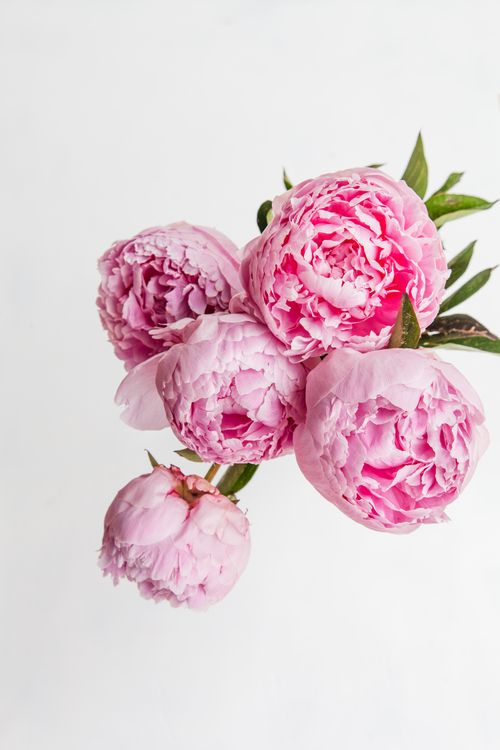 Free Close-up of blooming pink peonies on a white background, perfect for floral decor. Stock Photo